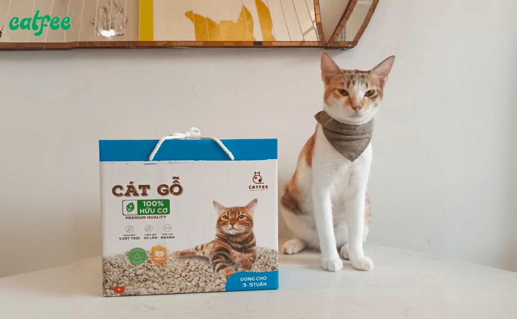 Catfee tài trợ 1 năm sử dụng cát gỗ cho trạm cứu hộ Meow House