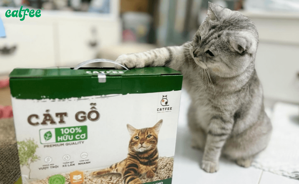 review về cát gỗ catfee