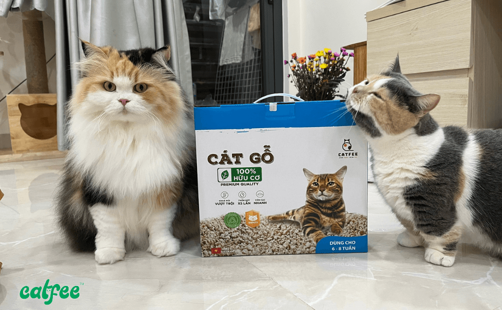 Review về cát gỗ catfee